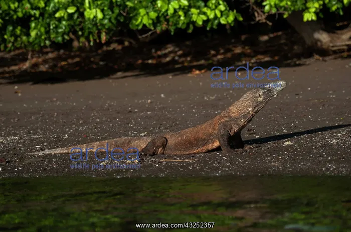 : Komodo Dragon - on beach - Horseshoe Bay, south : Komodo Dragon - on beach - Horseshoe Bay, south