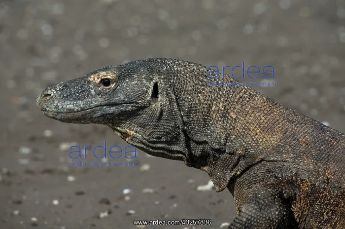 : Komodo Dragon - on beach - Horseshoe Bay, south : Komodo Dragon - on beach - Horseshoe Bay, south