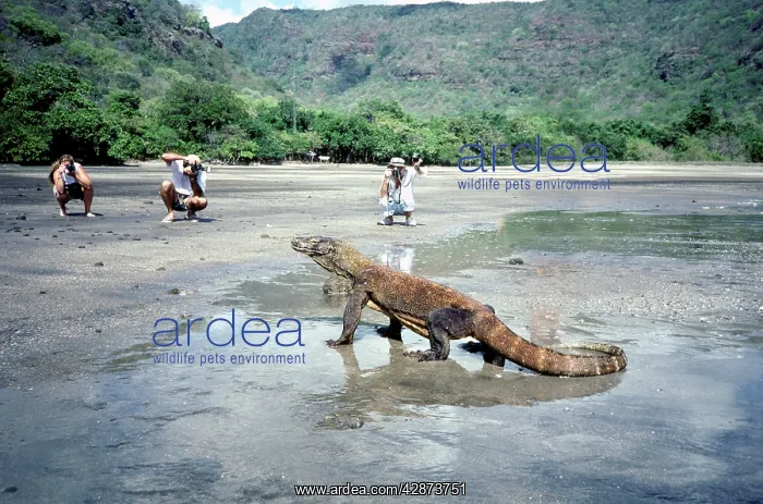: Komodo Dragon - on the beach looking for edible : Komodo Dragon - on the beach looking for edible