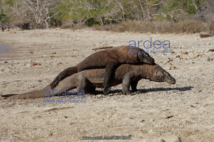 : Komodo dragon - two on beach - rivalry / aggression : Komodo dragon - two on beach - rivalry / aggression