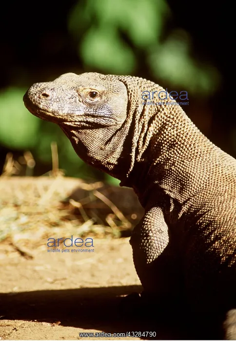 : KOMODO DRAGON - close up : KOMODO DRAGON - close up