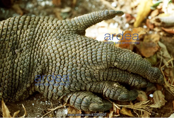 : KOMODO DRAGON - close up of feet : KOMODO DRAGON - close up of feet