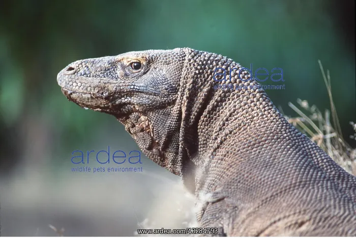 : KOMODO DRAGON - CLOSE UP, HEAD : KOMODO DRAGON - CLOSE UP, HEAD