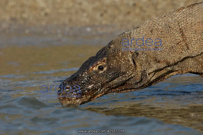 : Komodo dragon - drinking : Komodo dragon - drinking
