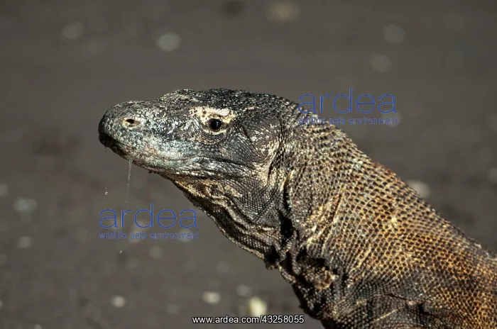 : Komodo Dragon - drooling on beach - Horseshoe Bay : Komodo Dragon - drooling on beach - Horseshoe Bay