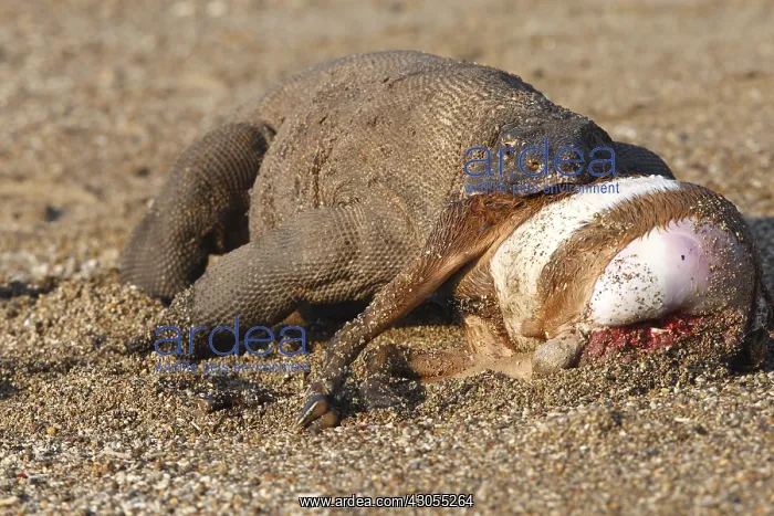 : Komodo dragon eating goat Komodo National Park Indonesia : Komodo dragon eating goat Komodo National Park Indonesia