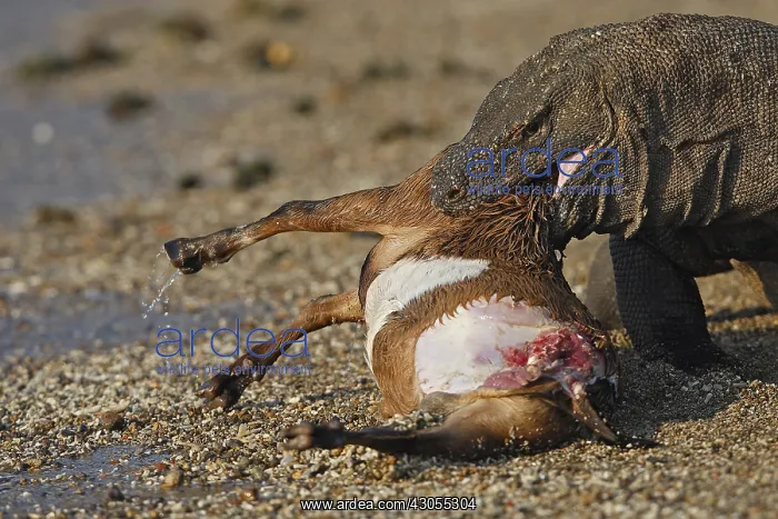 : Komodo dragon eating goat Komodo National Park Indonesia : Komodo dragon eating goat Komodo National Park Indonesia