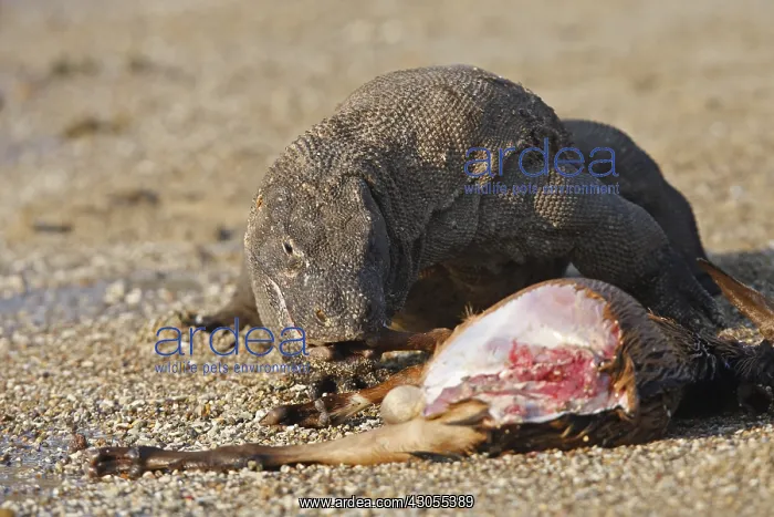 : Komodo dragon eating goat Komodo National Park Indonesia : Komodo dragon eating goat Komodo National Park Indonesia