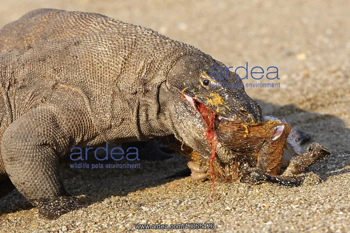 : Komodo dragon eating goat Komodo National Park Indonesia : Komodo dragon eating goat Komodo National Park Indonesia