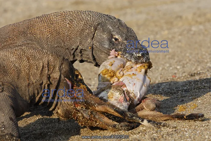 : Komodo dragon eating goat Komodo National Park Indonesia : Komodo dragon eating goat Komodo National Park Indonesia