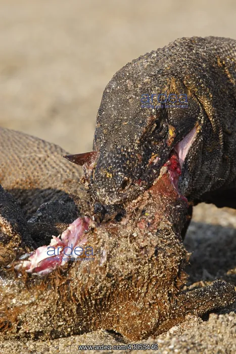 : Komodo dragon eating goat Komodo National Park Indonesia : Komodo dragon eating goat Komodo National Park Indonesia