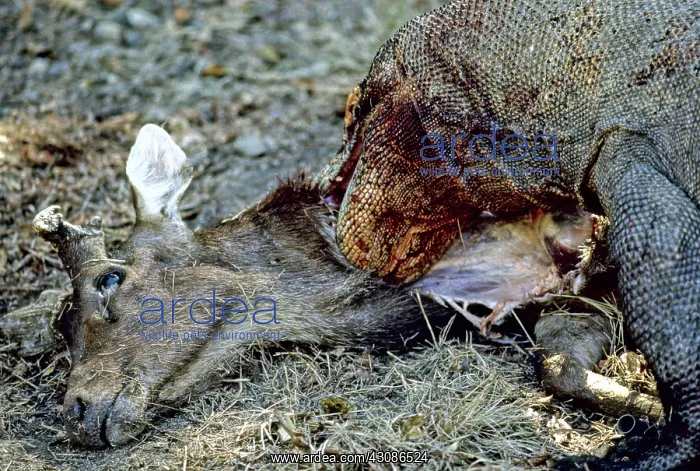 : Komodo Dragon eating Timor Deer : Komodo Dragon eating Timor Deer