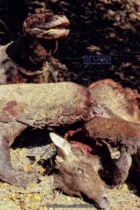 : Komodo Dragon eating Timor Deer : Komodo Dragon eating Timor Deer