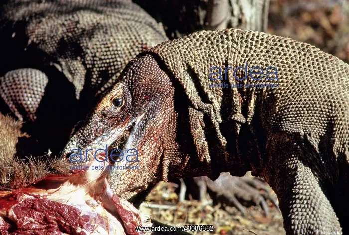 : Komodo Dragon eating Timor Deer : Komodo Dragon eating Timor Deer