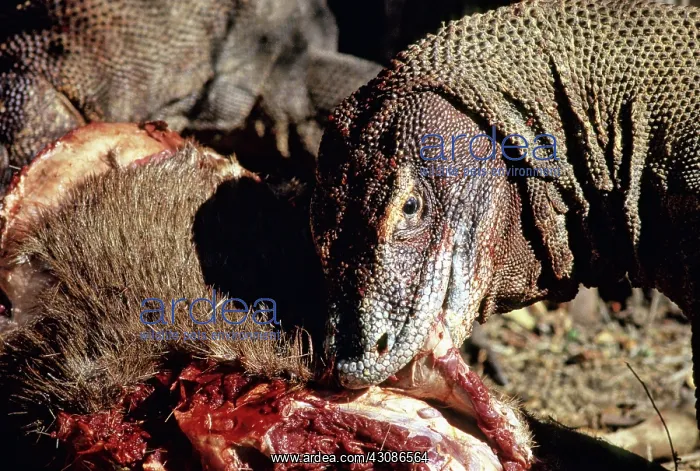 : Komodo Dragon eating Timor Deer : Komodo Dragon eating Timor Deer