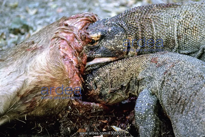 : Komodo Dragon eating Timor Deer : Komodo Dragon eating Timor Deer