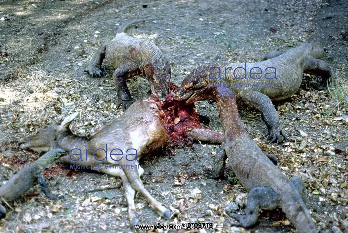 : Komodo Dragon eating Timor Deer : Komodo Dragon eating Timor Deer