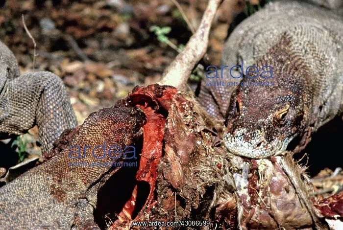 : Komodo Dragon eating Timor Deer : Komodo Dragon eating Timor Deer