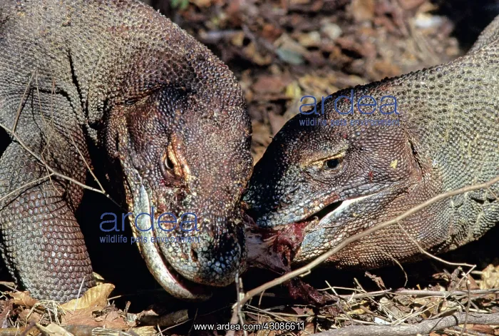 : Komodo Dragon eating Timor Deer : Komodo Dragon eating Timor Deer
