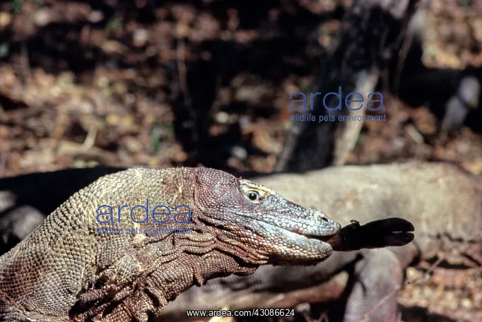 : Komodo Dragon eating Timor Deer : Komodo Dragon eating Timor Deer