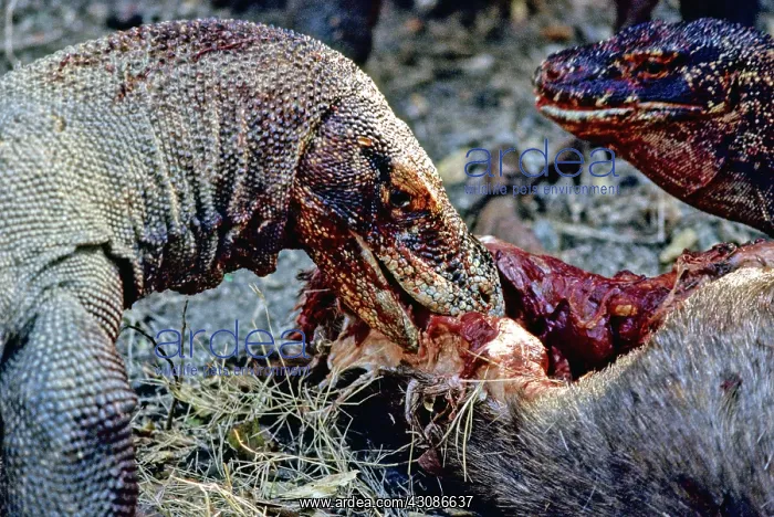 : Komodo Dragon eating Timor Deer : Komodo Dragon eating Timor Deer