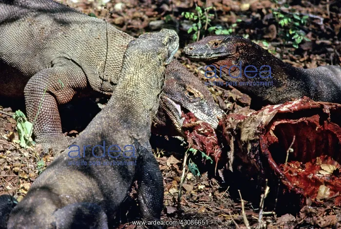  : Komodo Dragon eating Timor Deer