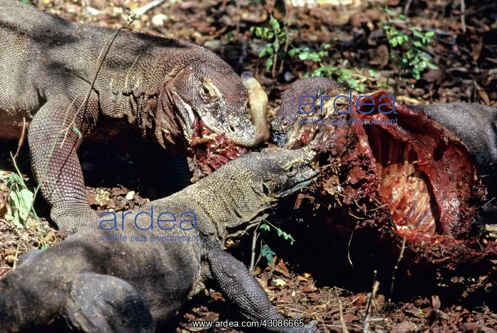 : Komodo Dragon eating Timor Deer : Komodo Dragon eating Timor Deer