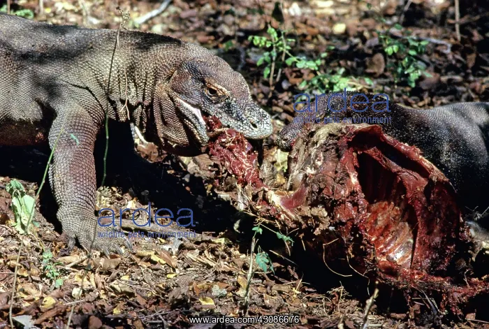 : Komodo Dragon eating Timor Deer : Komodo Dragon eating Timor Deer