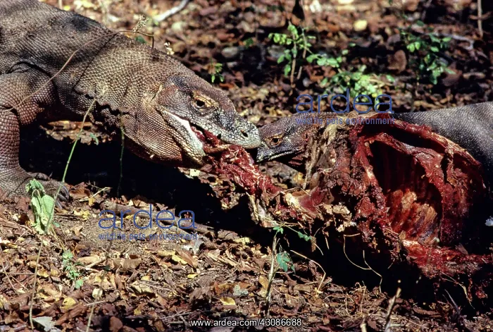 : Komodo Dragon eating Timor Deer : Komodo Dragon eating Timor Deer
