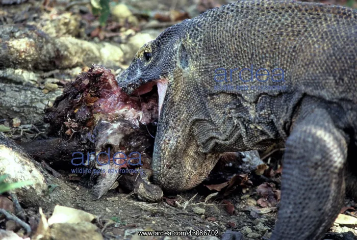 : Komodo Dragon eating Timor Deer : Komodo Dragon eating Timor Deer