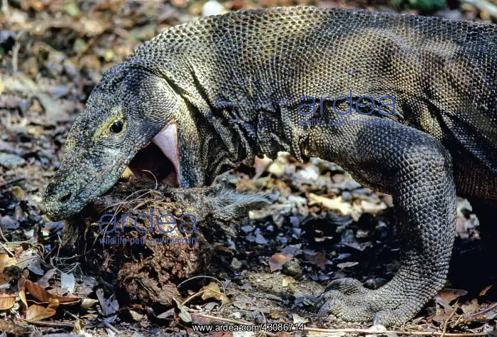 : Komodo Dragon eating Timor Deer : Komodo Dragon eating Timor Deer