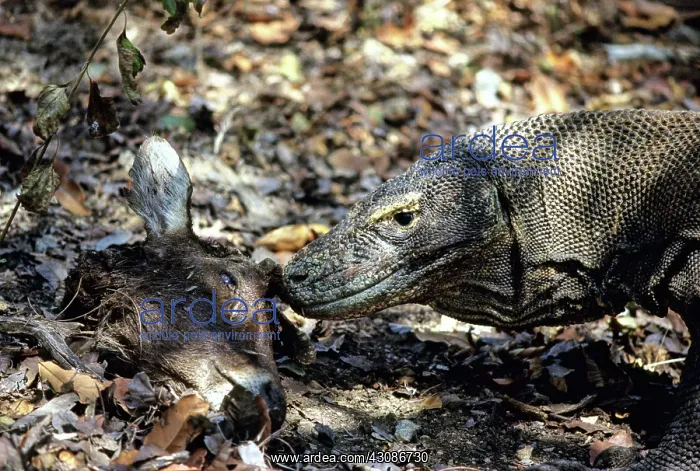 : Komodo Dragon eating Timor Deer : Komodo Dragon eating Timor Deer
