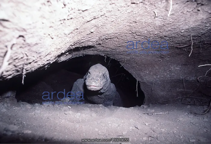  : KOMODO DRAGON - emerges from cave