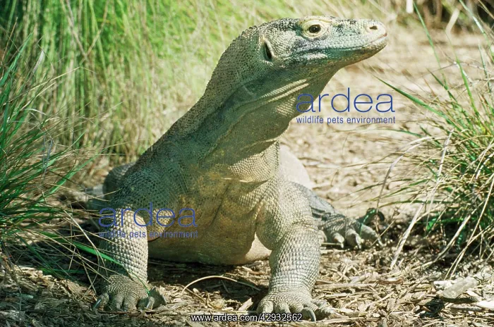 : Komodo Dragon - endangered : Komodo Dragon - endangered