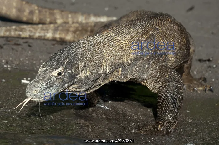 : Komodo Dragon entering water - Horseshoe Bay, south : Komodo Dragon entering water - Horseshoe Bay, south