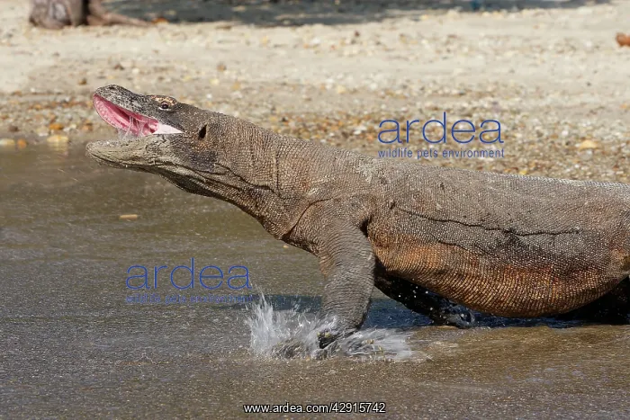 : Komodo dragon - entering water with mouth open - aggressive : Komodo dragon - entering water with mouth open - aggressive