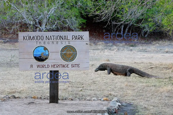 : Komodo dragon - at entrance to Komodo National Park : Komodo dragon - at entrance to Komodo National Park