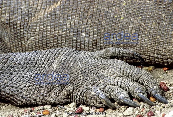 : Komodo Dragon foot (V. komodoensis) : Komodo Dragon foot (V. komodoensis)