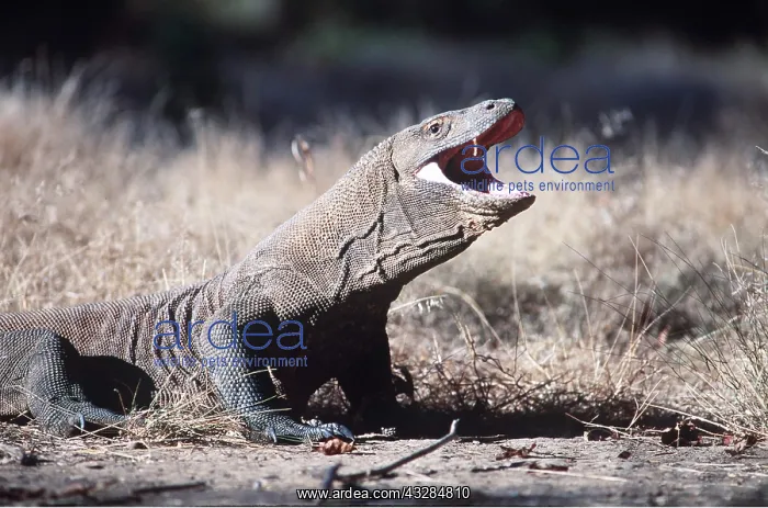 : Komodo DRAGON - gaping : Komodo DRAGON - gaping