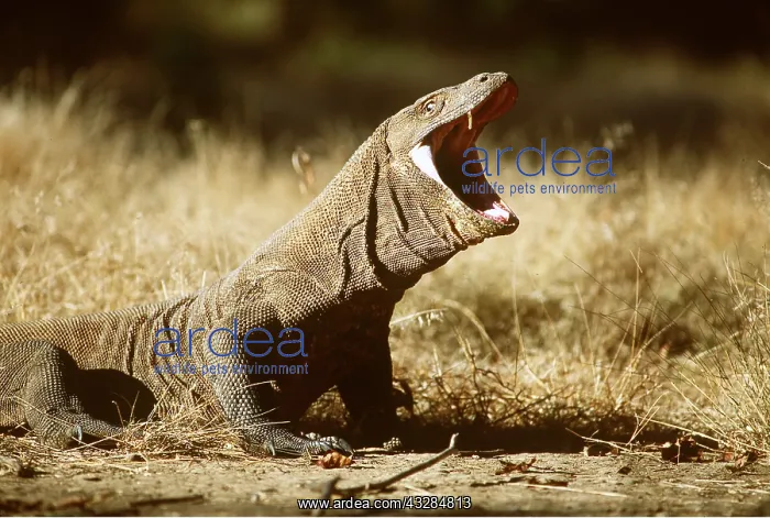 : KOMODO DRAGON - gaping : KOMODO DRAGON - gaping