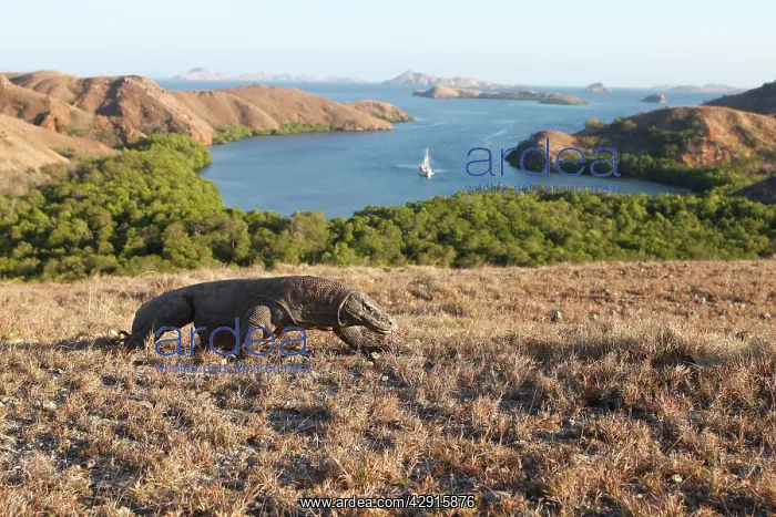 : Komodo dragon - Komodo National Park with view : Komodo dragon - Komodo National Park with view