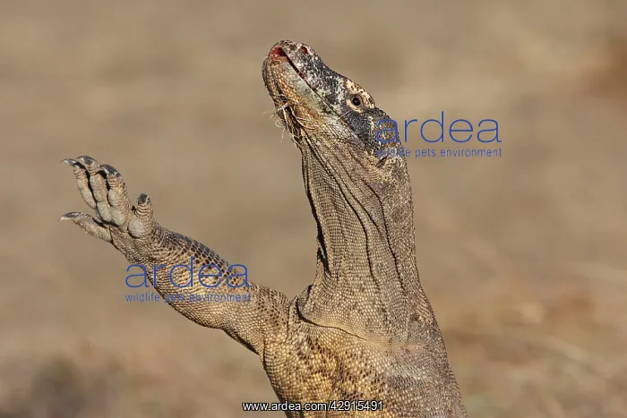 : Komodo Dragon - with front leg in the air : Komodo Dragon - with front leg in the air