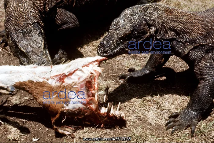 : KOMODO DRAGON LIZARD - eating prey : KOMODO DRAGON LIZARD - eating prey