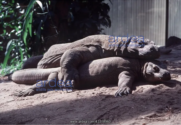 : KOMODO DRAGON - mating : KOMODO DRAGON - mating