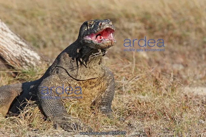 : Komodo Dragon - mouth open : Komodo Dragon - mouth open