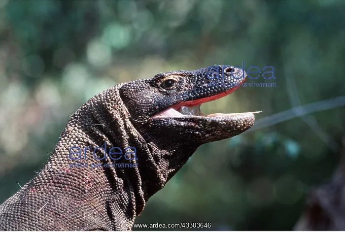 : KOMODO DRAGON - Mouth open showing deadly saliva : KOMODO DRAGON - Mouth open showing deadly saliva
