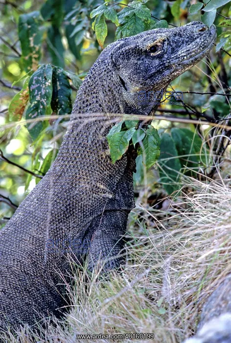 : Komodo Dragon raising body temperature : Komodo Dragon raising body temperature