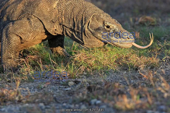 : Komodo Dragon - showing forked tongue : Komodo Dragon - showing forked tongue