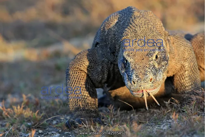 : Komodo Dragon - showing forked tongue : Komodo Dragon - showing forked tongue