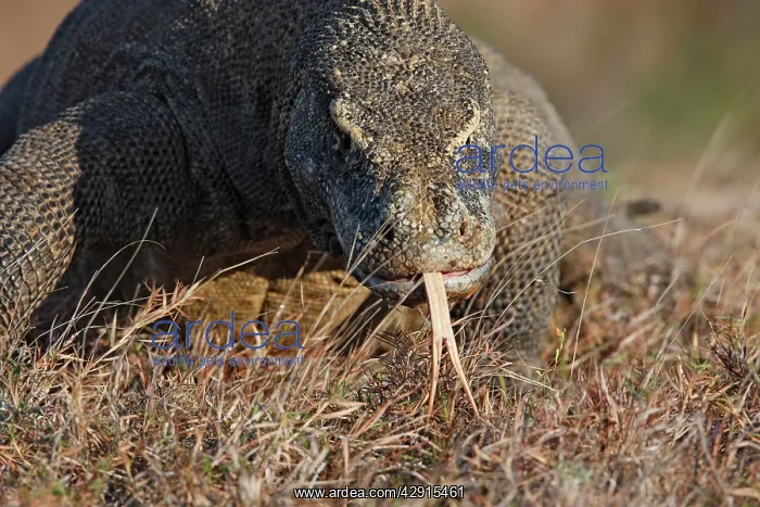 : Komodo Dragon - showing forked tongue : Komodo Dragon - showing forked tongue